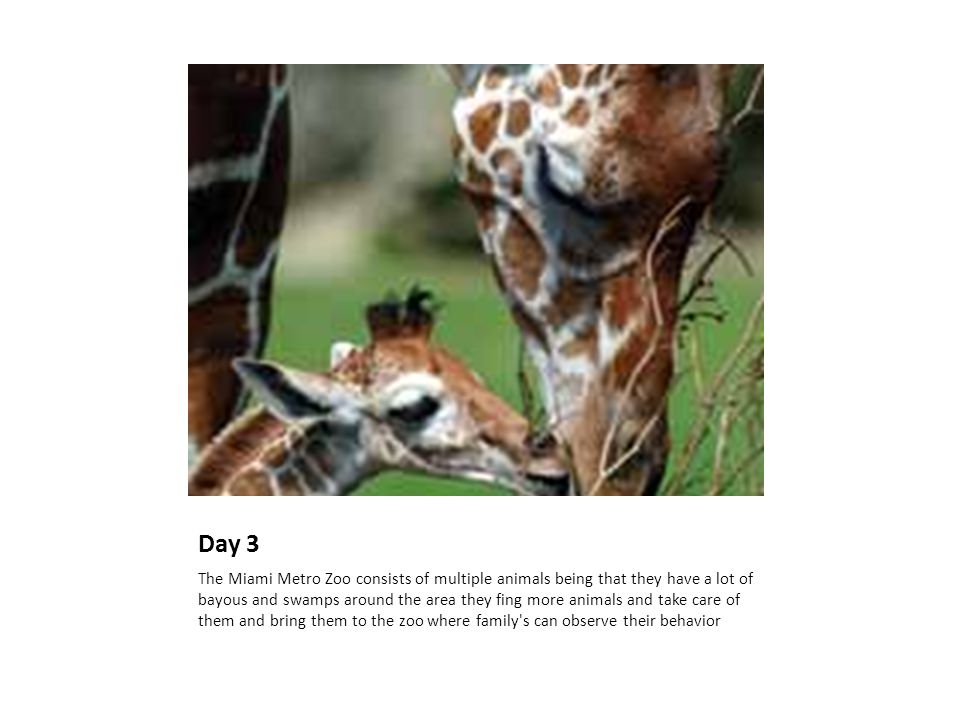 Day 3 The Miami Metro Zoo consists of multiple animals being that they have a lot of bayous and swamps around the area they fing more animals and take care of them and bring them to the zoo where family s can observe their behavior