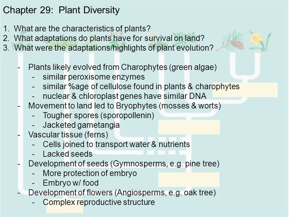 what adaptations do the pine trees Why trees grow where they do 1 adaptations over time 2 adaptations over time • trees have been adapting to their – pitch pine dry adaptations over time. what adaptations do the pine trees Why trees grow where they do 1 adaptations over time 2 adaptations over time • trees have been adapting to their – pitch pine dry adaptations over time.