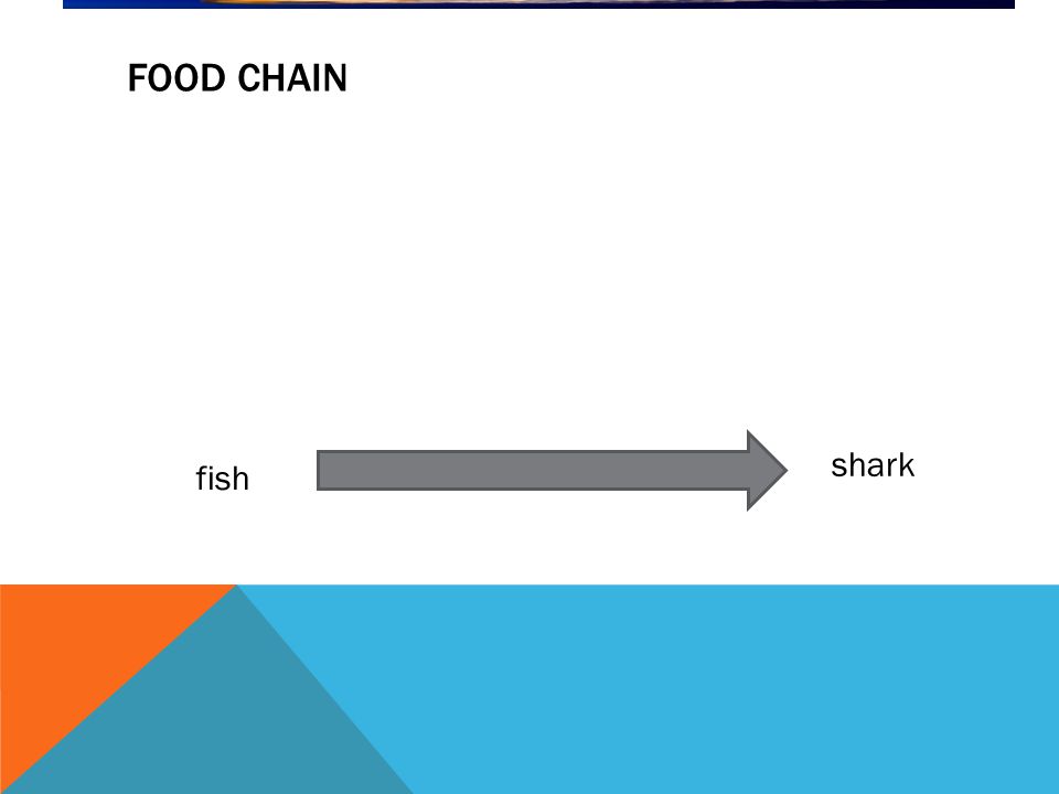 FOOD CHAIN fish shark