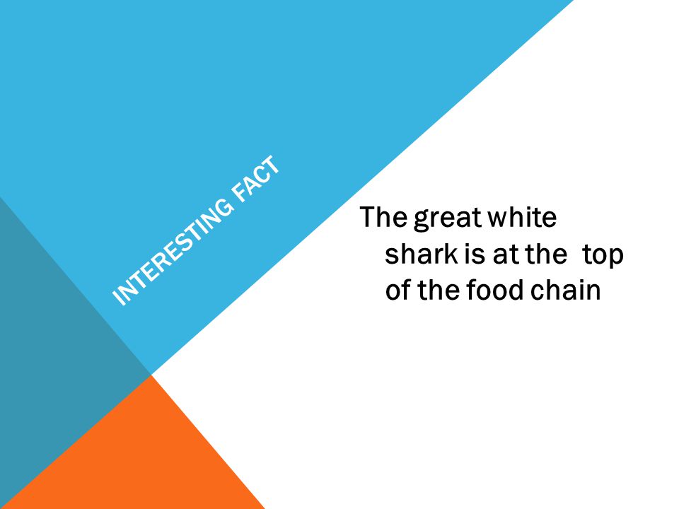 INTERESTING FACT The great white shark is at the top of the food chain
