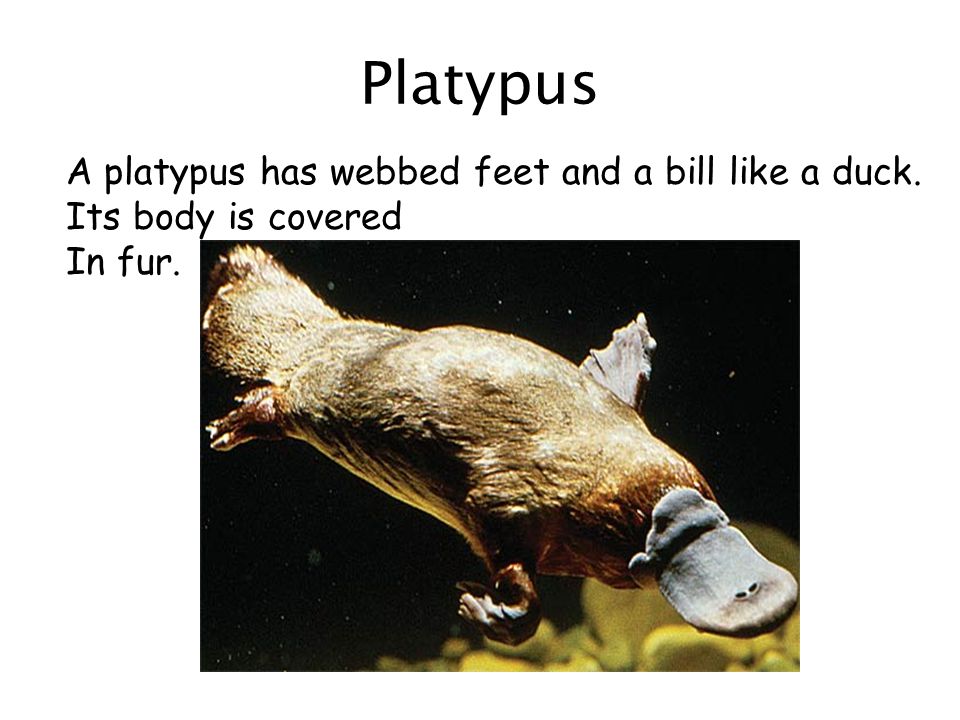 Platypus A platypus has webbed feet and a bill like a duck. Its body is covered In fur.