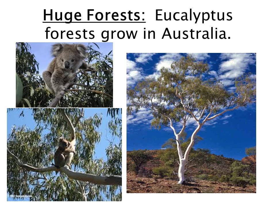 Huge Forests: Eucalyptus forests grow in Australia.