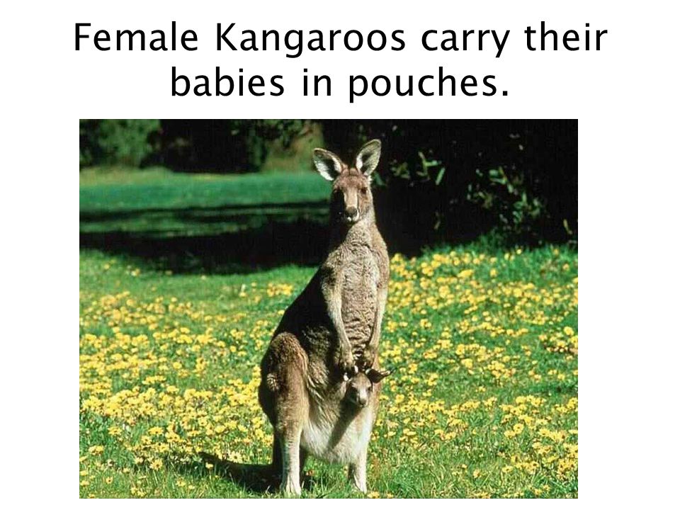 Female Kangaroos carry their babies in pouches.