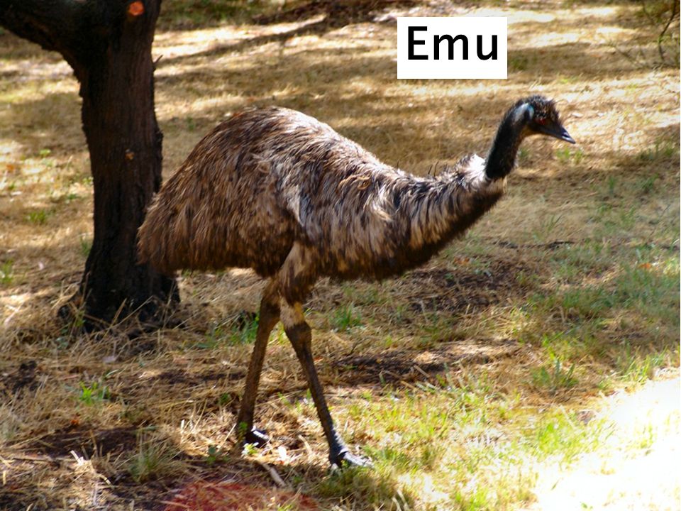 EMU Emu