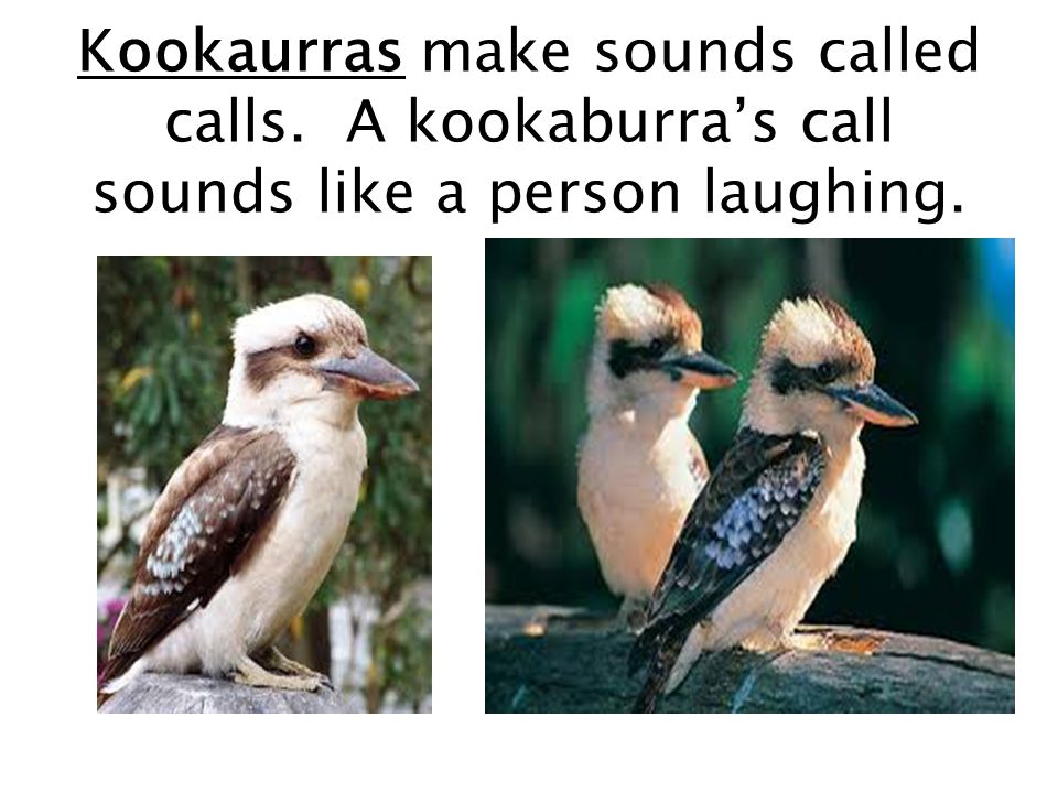 Kookaurras make sounds called calls. A kookaburra’s call sounds like a person laughing.