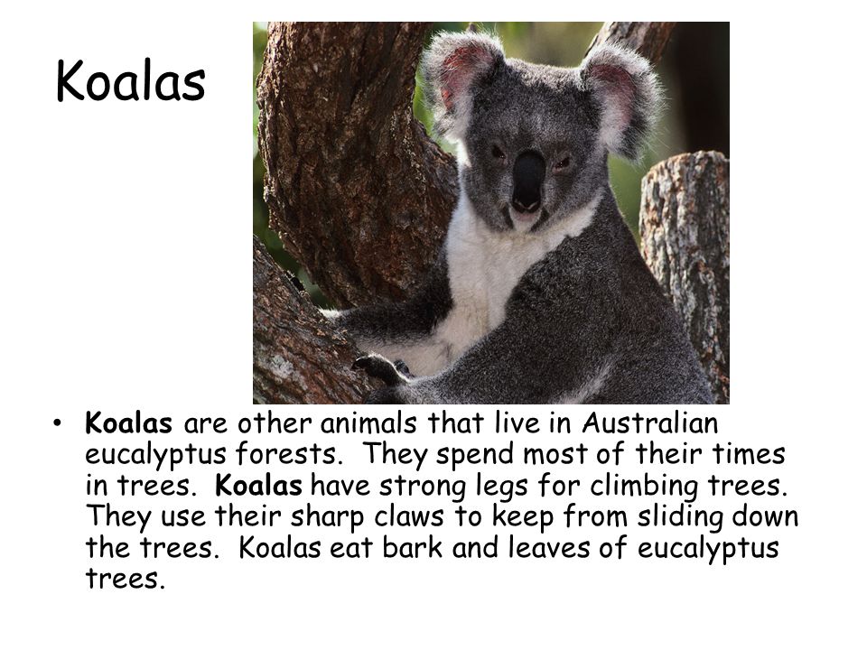 Koalas Koalas are other animals that live in Australian eucalyptus forests.