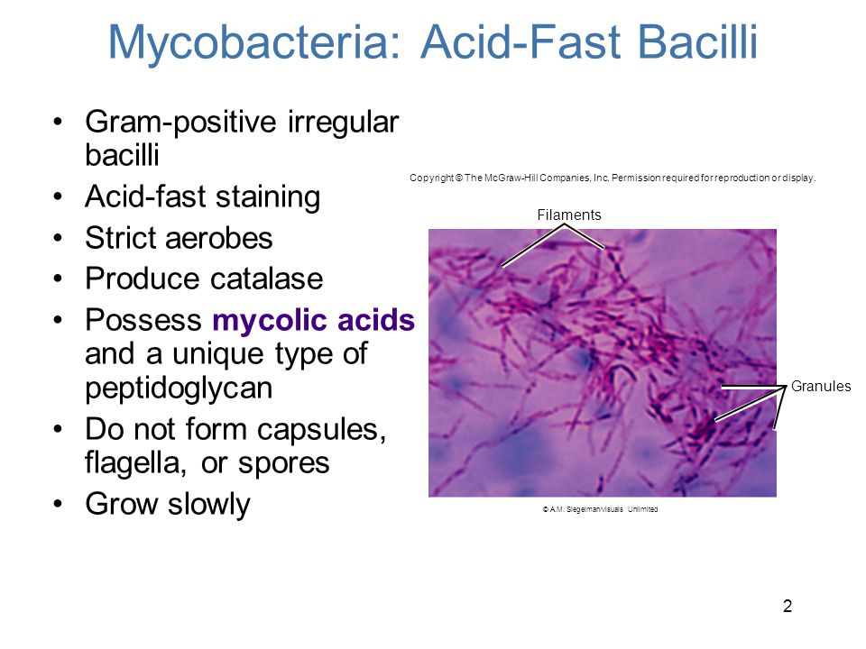acid fast stain lab report acid fast stain lab report