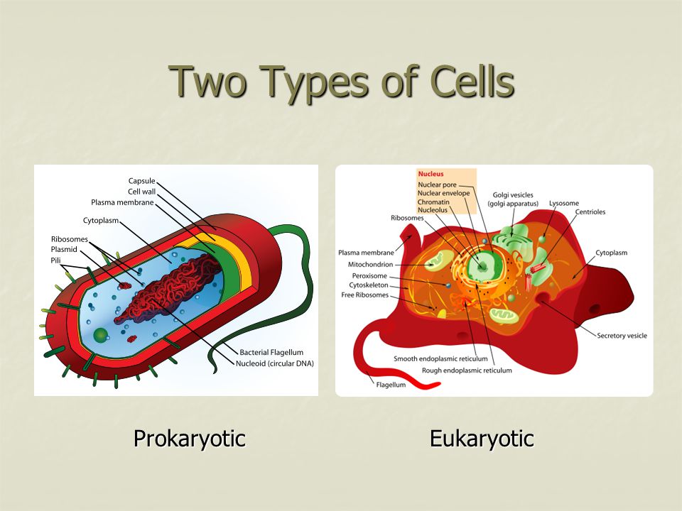 Two Types of Cells Prokaryotic Eukaryotic Prokaryotic Eukaryotic