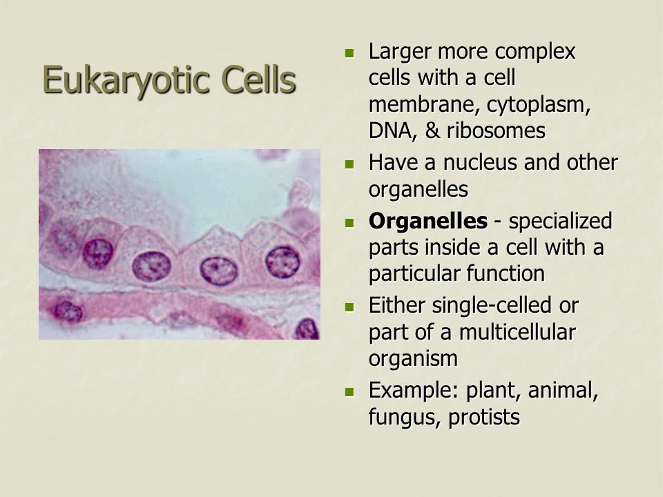 Eukaryotic Cells Larger more complex cells with a cell membrane, cytoplasm, DNA, & ribosomes Larger more complex cells with a cell membrane, cytoplasm, DNA, & ribosomes Have a nucleus and other organelles Have a nucleus and other organelles Organelles - specialized parts inside a cell with a particular function Organelles - specialized parts inside a cell with a particular function Either single-celled or part of a multicellular organism Either single-celled or part of a multicellular organism Example: plant, animal, fungus, protists Example: plant, animal, fungus, protists