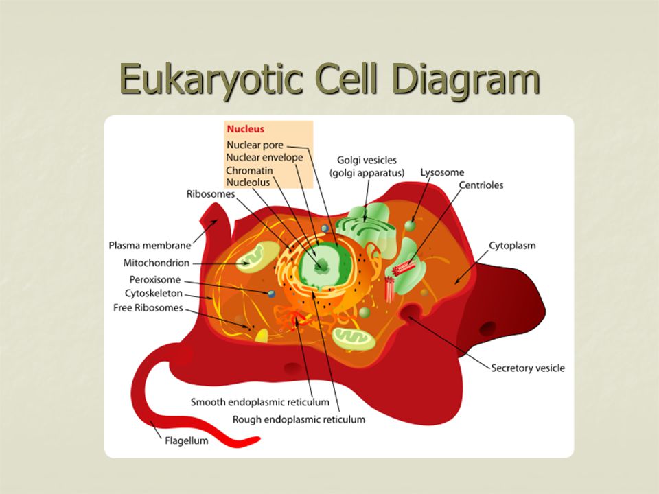 Eukaryotic Cell Diagram