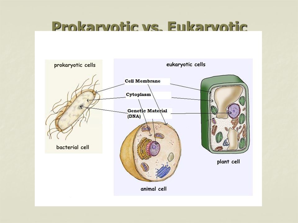 Prokaryotic vs. Eukaryotic