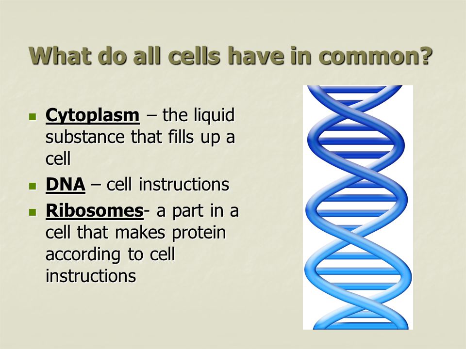 What do all cells have in common.