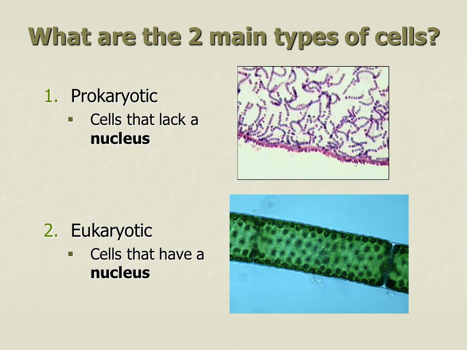 What are the 2 main types of cells.