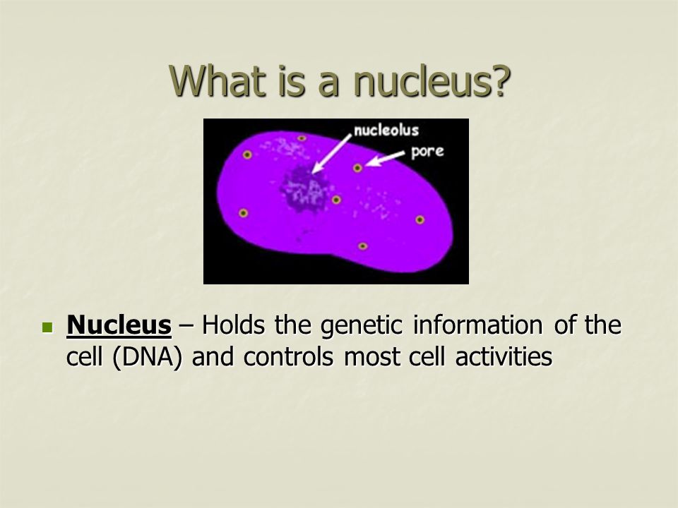 What is a nucleus.