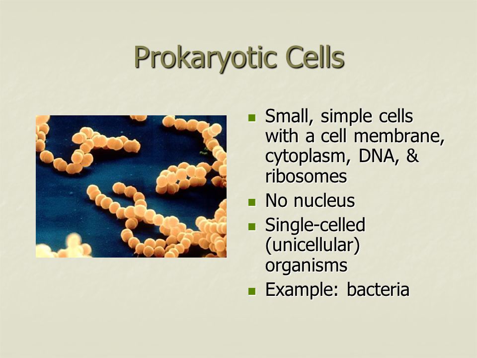 Prokaryotic Cells Small, simple cells with a cell membrane, cytoplasm, DNA, & ribosomes Small, simple cells with a cell membrane, cytoplasm, DNA, & ribosomes No nucleus No nucleus Single-celled (unicellular) organisms Single-celled (unicellular) organisms Example: bacteria Example: bacteria