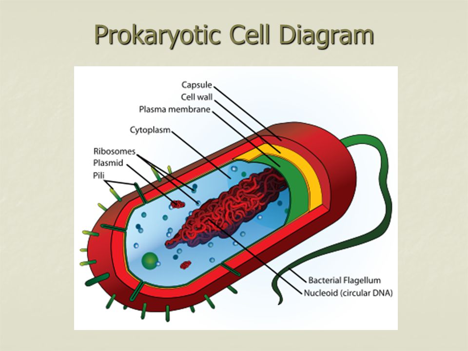 Prokaryotic Cell Diagram