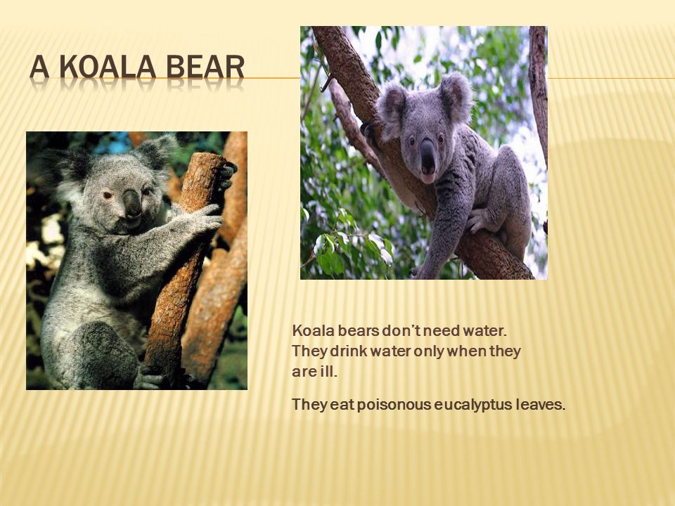 Koala bears don’t need water. They drink water only when they are ill.