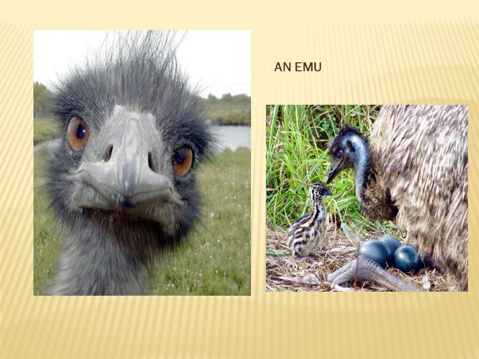 AN EMU