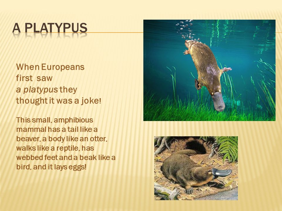 When Europeans first saw a platypus they thought it was a joke .