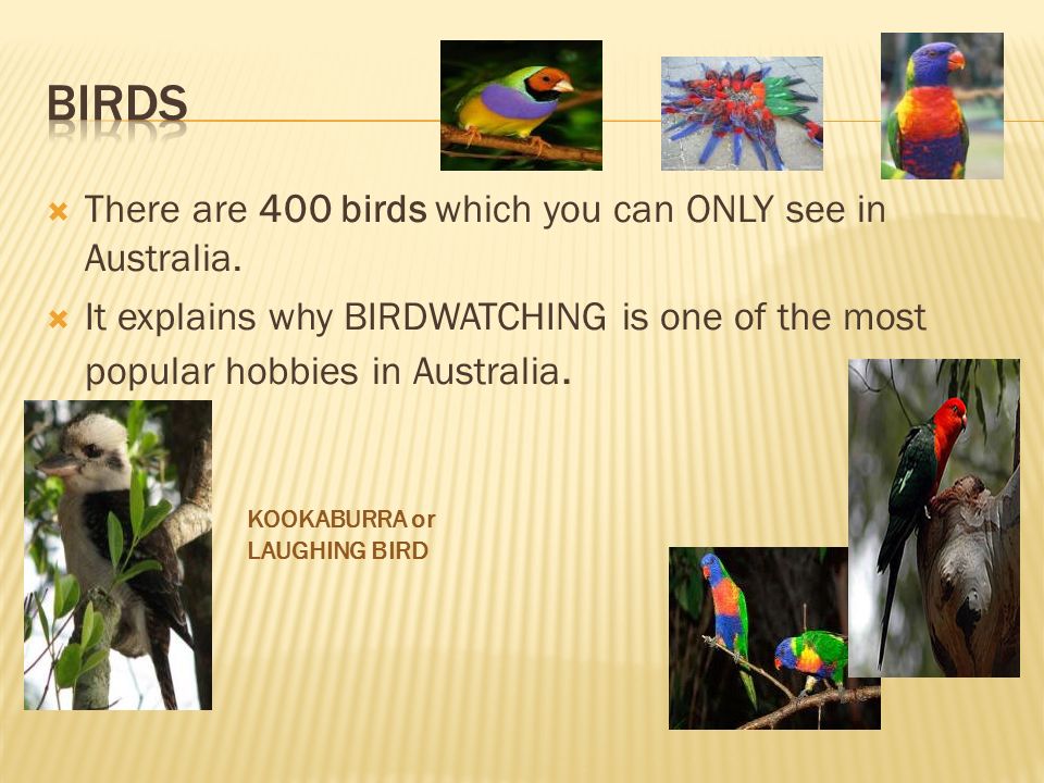  There are 400 birds which you can ONLY see in Australia.