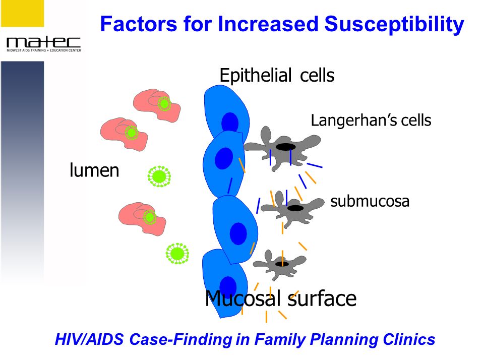 HIV/AIDS Case-Finding in Family Planning Clinics Epithelial cells Langerhan’s cells submucosa Mucosal surface lumen Factors for Increased Susceptibility