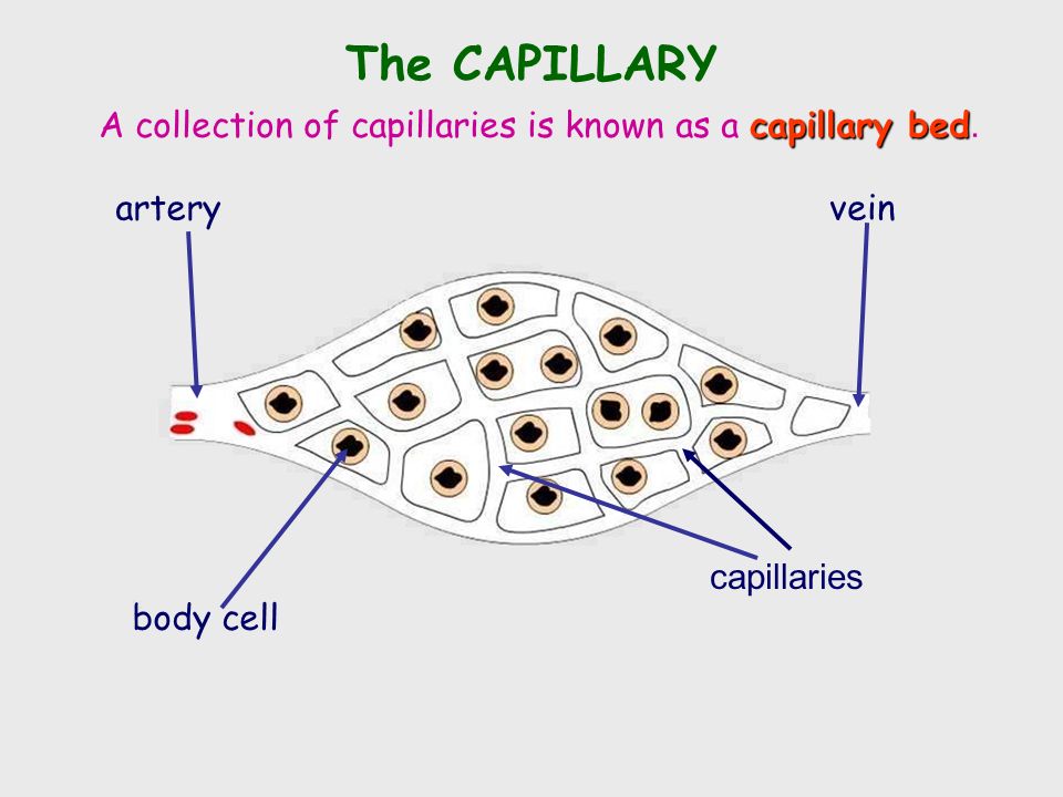 The CAPILLARY Capillaries link Arteries with Veins the wall of a capillary is only one cell thick they exchange materials between the blood and other body cells.