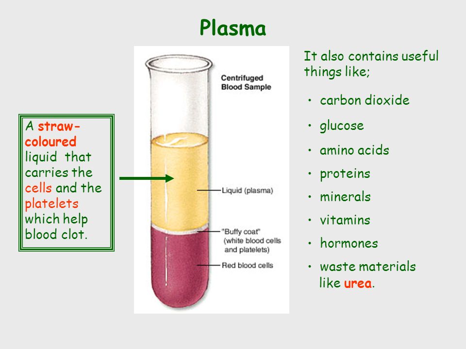 what’s in red blood cells white blood cells platelets plasma carbon dioxide digested food waste (urea) hormones oxygen