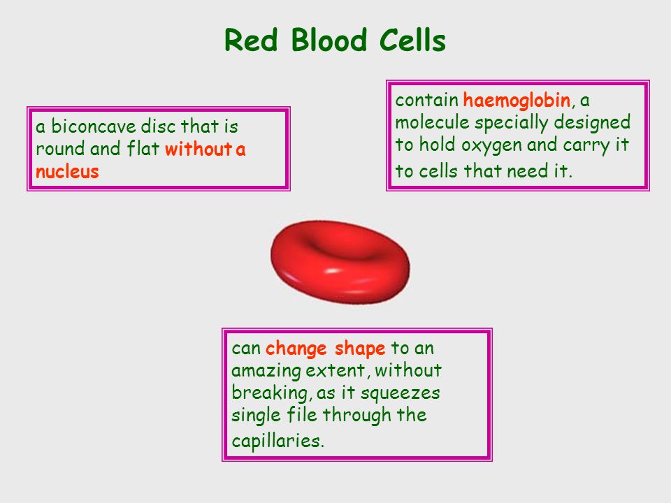 Your Blood is made of Plasma –Liquid part of blood –Sugar, fat, salt Protein –About 50% of blood volume Red Blood Cells –They carry oxygen to all parts of the body –Makes up 40% of Blood volume