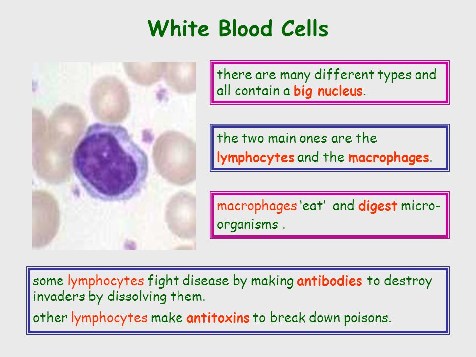 White Blood Cells –Fight and kill germs that may enter your bloodstream –Only about 1% of blood Volume