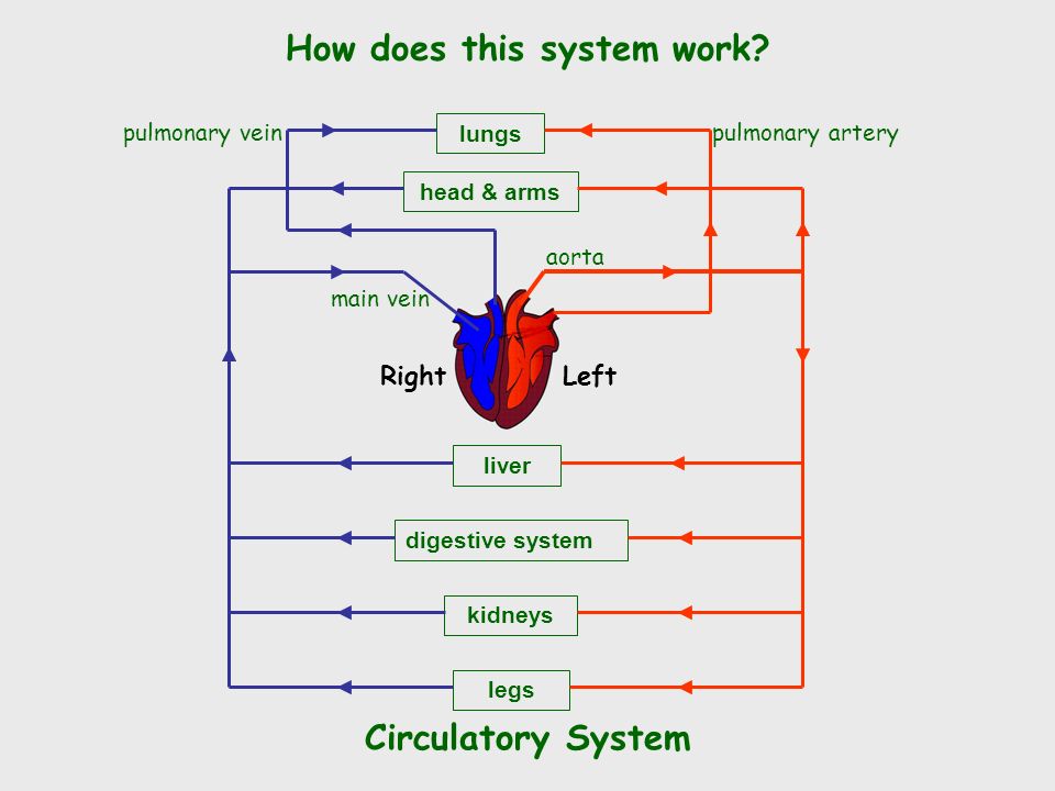  The circulatory system carries blood and dissolved substances to and from different places in the body.