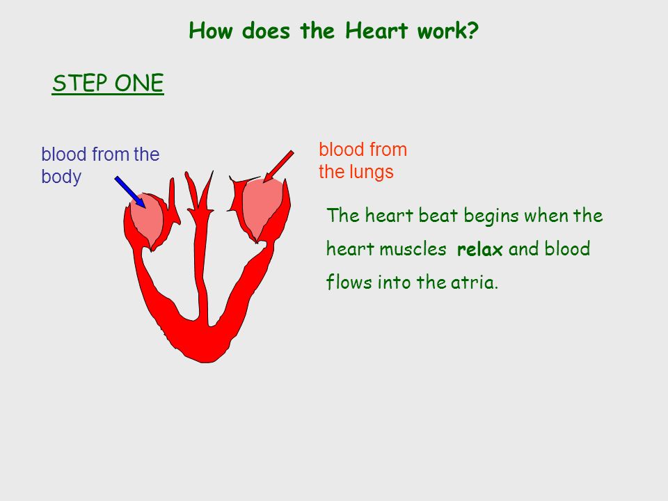 The Heart Left Ventricle Left Atrium Right Atrium Right Ventricle valve Vein from Lungs Artery to Head and BodyArtery to Lungs Vein from Head and Body valve