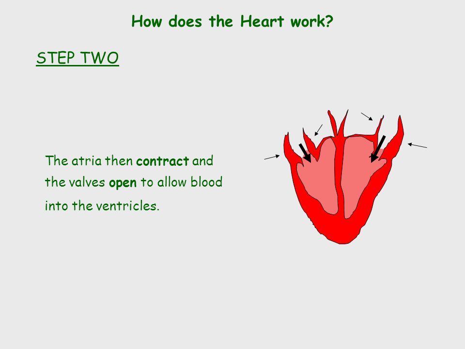 How does the Heart work.
