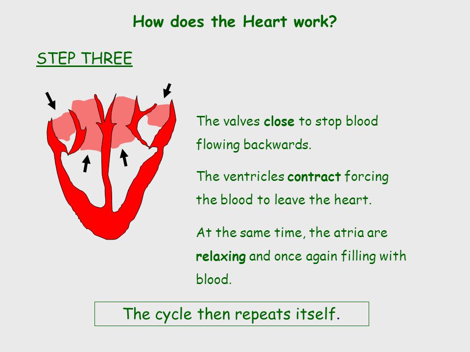 The atria then contract and the valves open to allow blood into the ventricles.