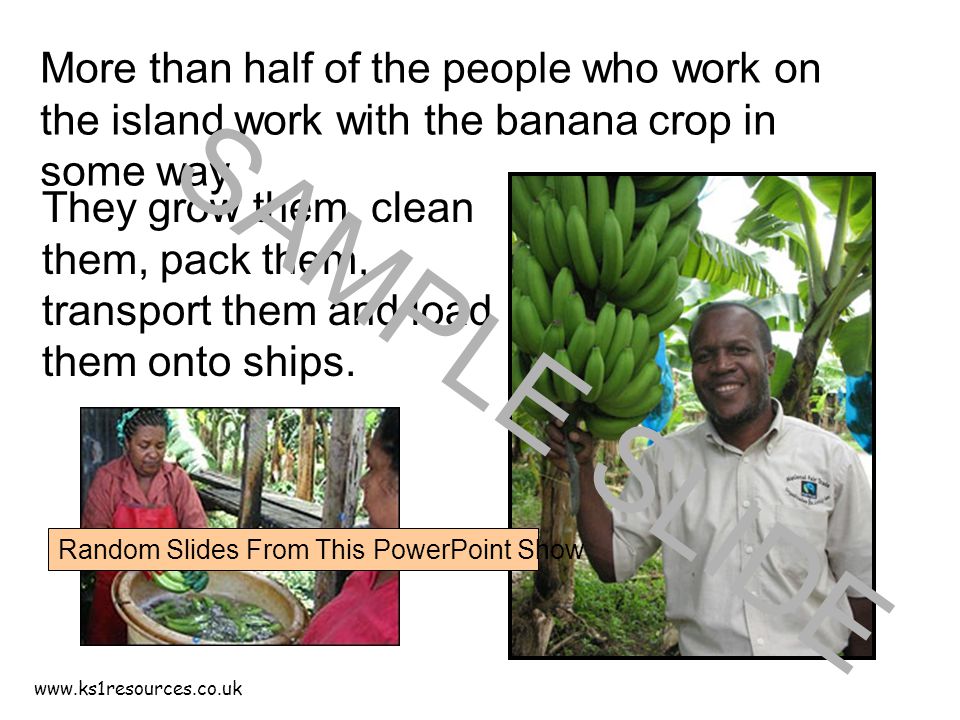 More than half of the people who work on the island work with the banana crop in some way.