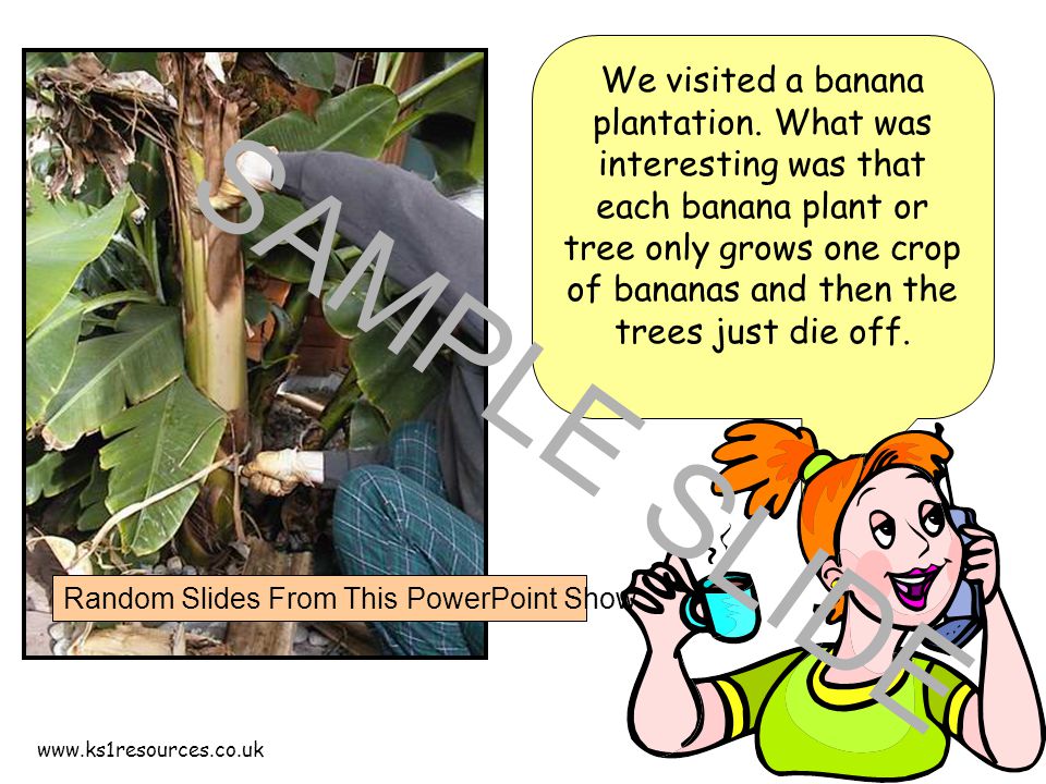 We visited a banana plantation.