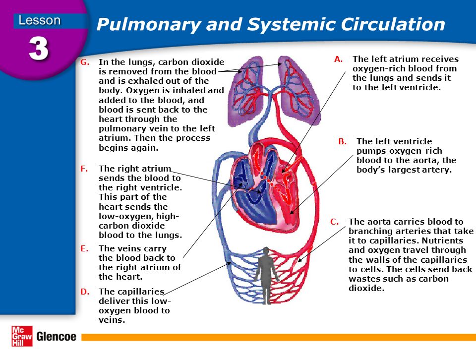Pulmonary and Systemic Circulation A.The left atrium receives oxygen-rich blood from the lungs and sends it to the left ventricle.