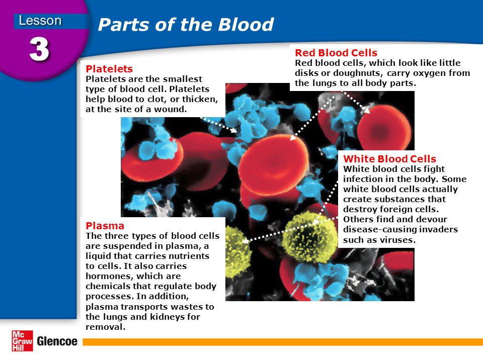 Parts of the Blood Red Blood Cells Red blood cells, which look like little disks or doughnuts, carry oxygen from the lungs to all body parts.