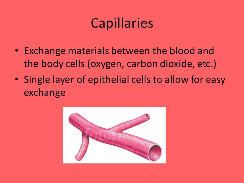Capillaries Exchange materials between the blood and the body cells (oxygen, carbon dioxide, etc.) Single layer of epithelial cells to allow for easy exchange