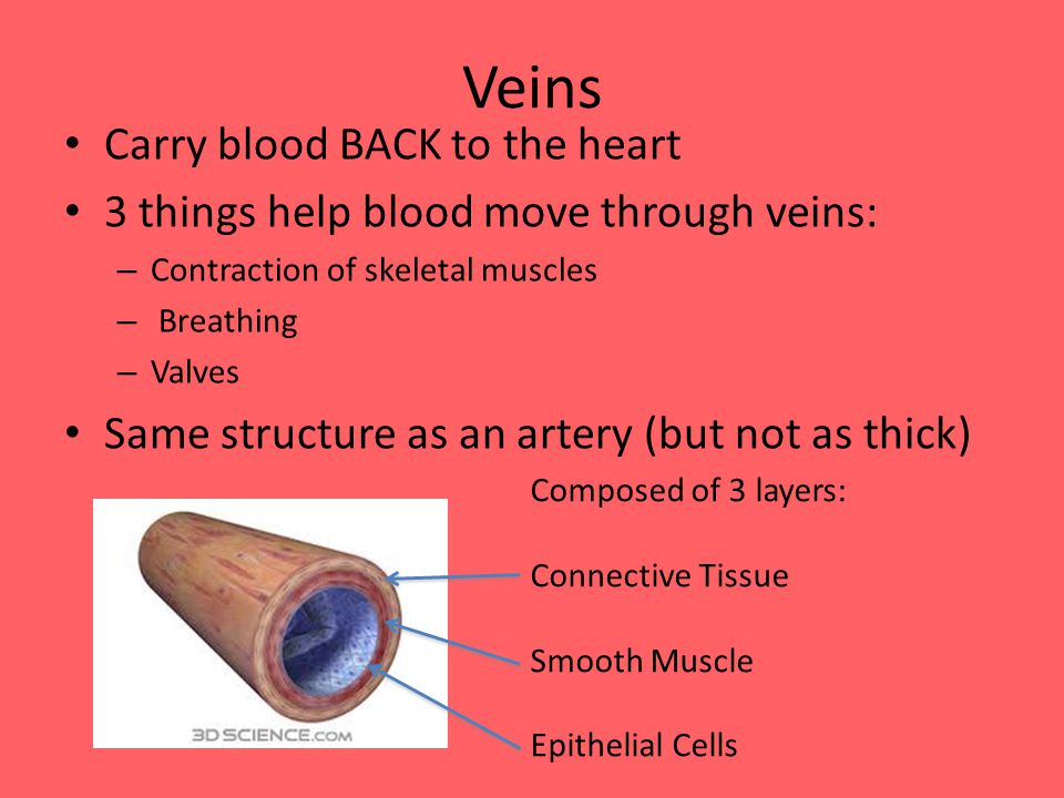 Veins Carry blood BACK to the heart 3 things help blood move through veins: – Contraction of skeletal muscles – Breathing – Valves Same structure as an artery (but not as thick) Composed of 3 layers: Connective Tissue Smooth Muscle Epithelial Cells