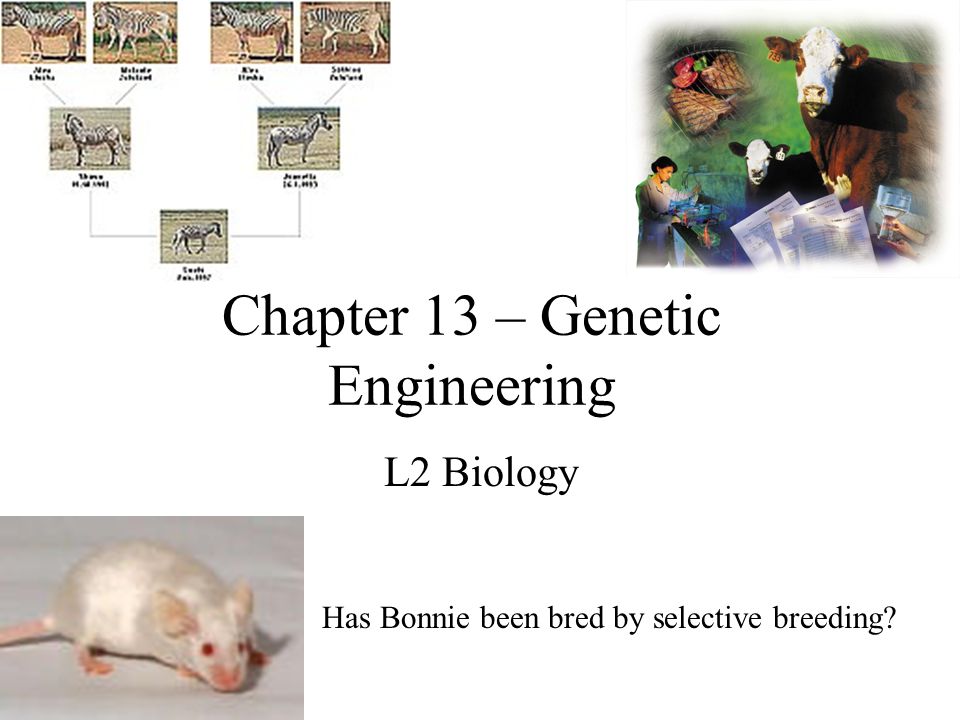 Chapter 13 – Genetic Engineering L2 Biology Has Bonnie been bred by selective breeding