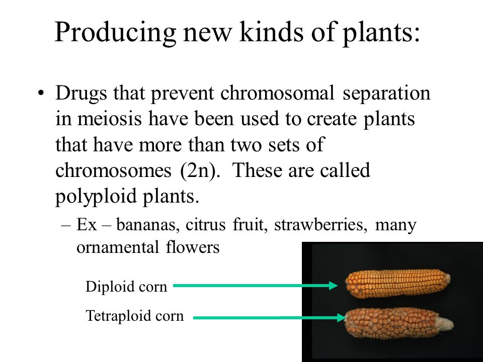 Producing new kinds of plants: Drugs that prevent chromosomal separation in meiosis have been used to create plants that have more than two sets of chromosomes (2n).