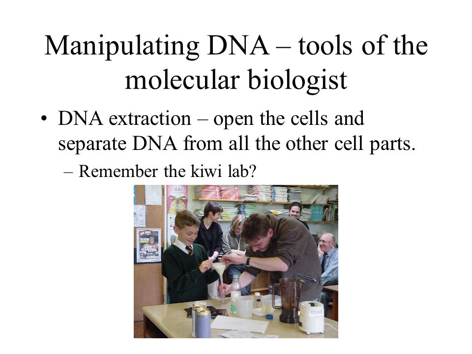 Manipulating DNA – tools of the molecular biologist DNA extraction – open the cells and separate DNA from all the other cell parts.