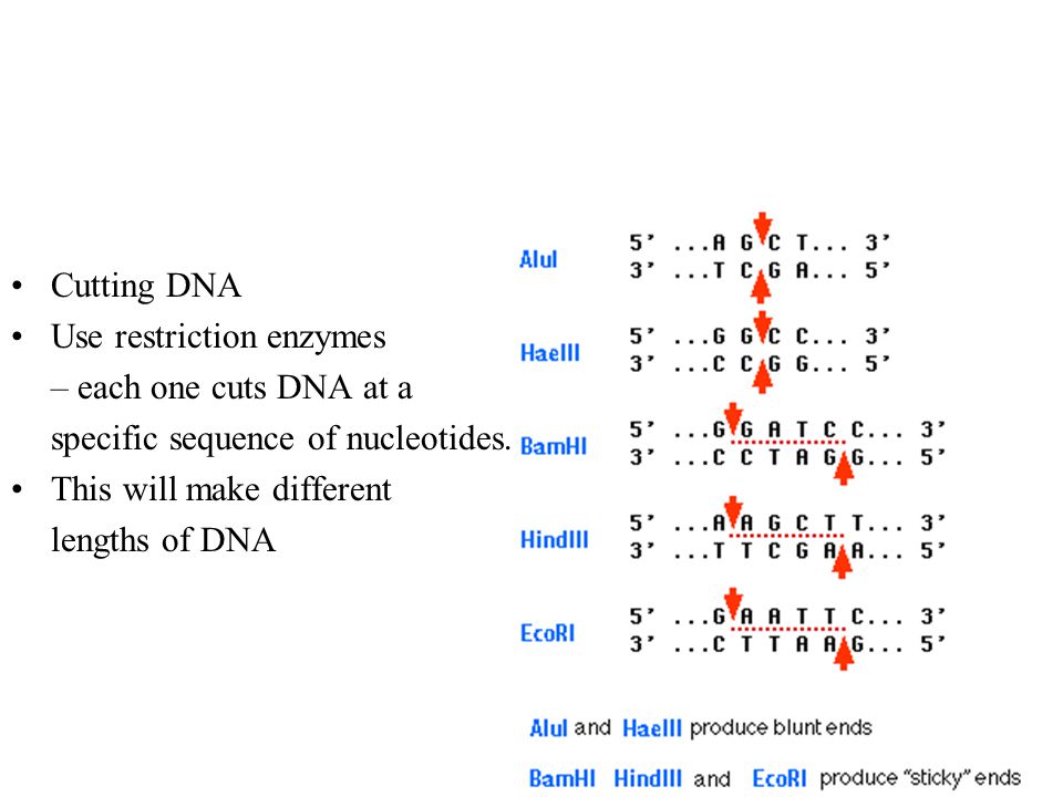 Cutting DNA Use restriction enzymes – each one cuts DNA at a specific sequence of nucleotides.