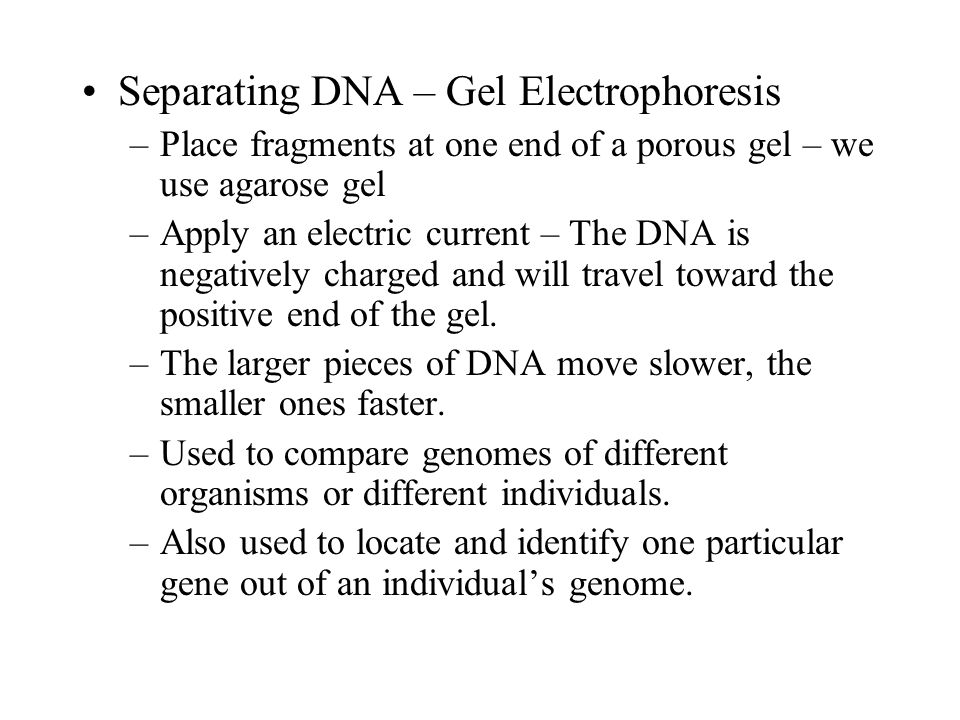 Separating DNA – Gel Electrophoresis –Place fragments at one end of a porous gel – we use agarose gel –Apply an electric current – The DNA is negatively charged and will travel toward the positive end of the gel.