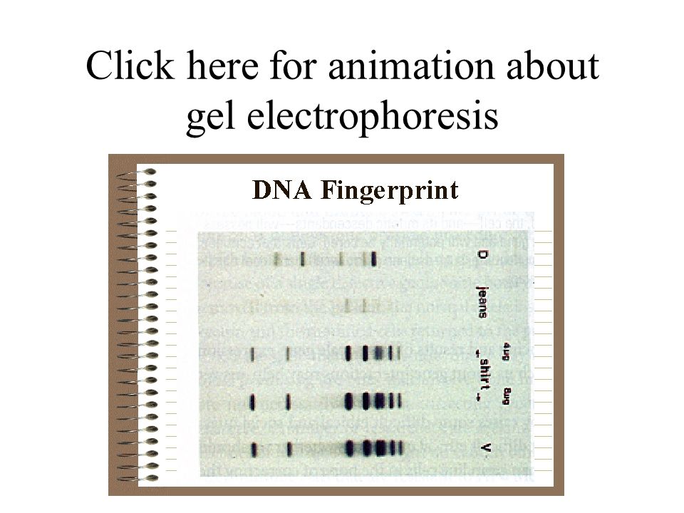 Click here for animation about gel electrophoresis