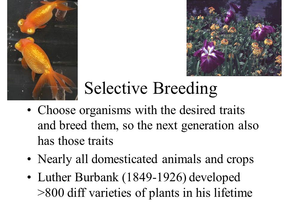 Selective Breeding Choose organisms with the desired traits and breed them, so the next generation also has those traits Nearly all domesticated animals and crops Luther Burbank ( ) developed >800 diff varieties of plants in his lifetime