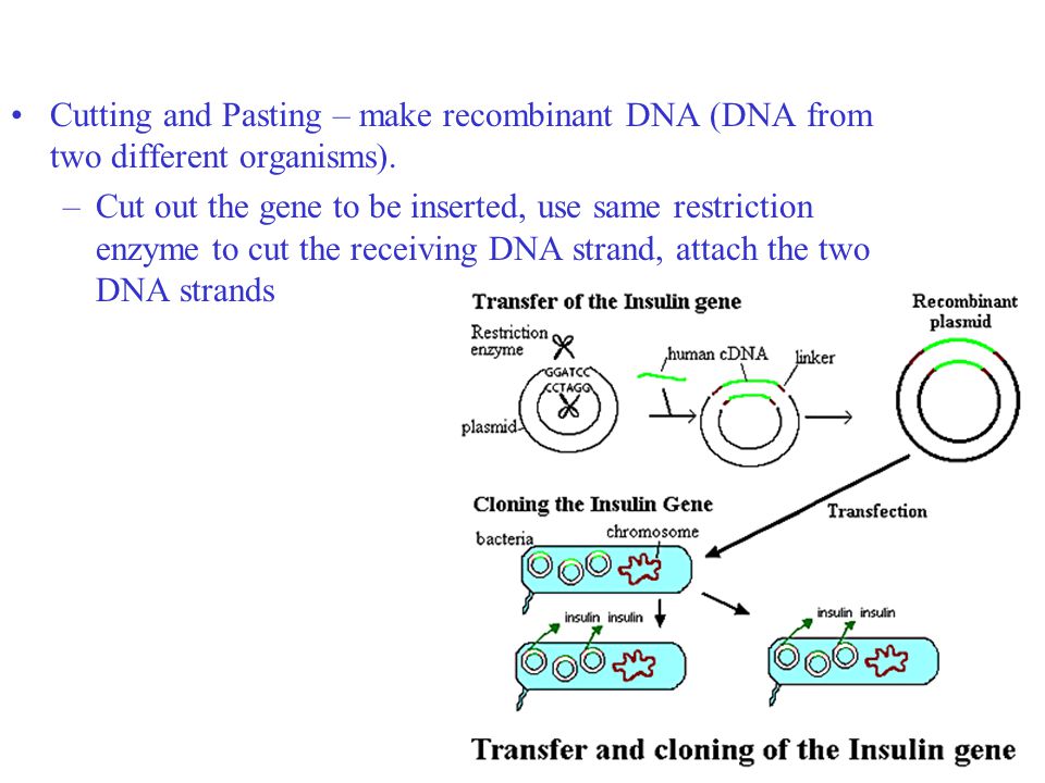 Cutting and Pasting – make recombinant DNA (DNA from two different organisms).