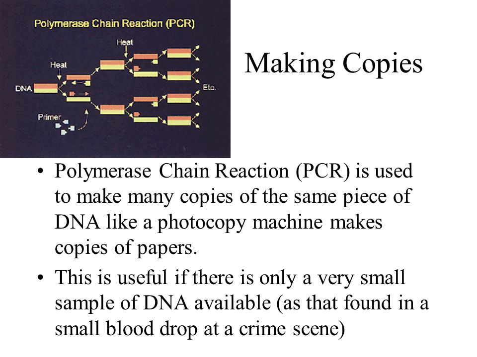 Making Copies Polymerase Chain Reaction (PCR) is used to make many copies of the same piece of DNA like a photocopy machine makes copies of papers.