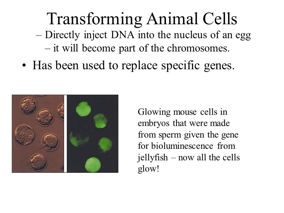 Transforming Animal Cells –Directly inject DNA into the nucleus of an egg – it will become part of the chromosomes.