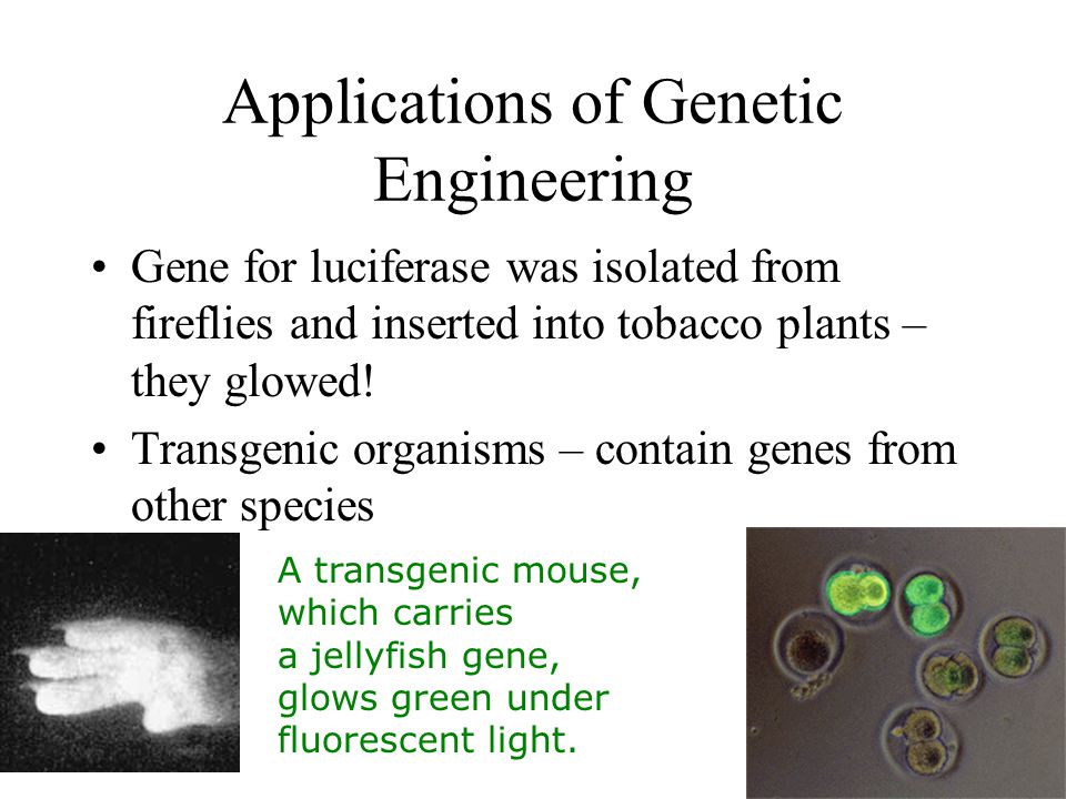 Applications of Genetic Engineering Gene for luciferase was isolated from fireflies and inserted into tobacco plants – they glowed.